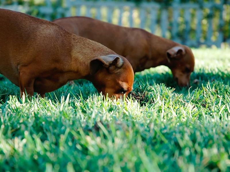 sudoku multiple solutions